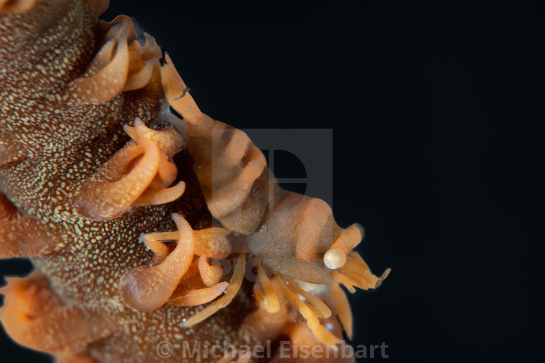 "Anker's Whip Coral Shrimp / Pontonides ankeri" stock image