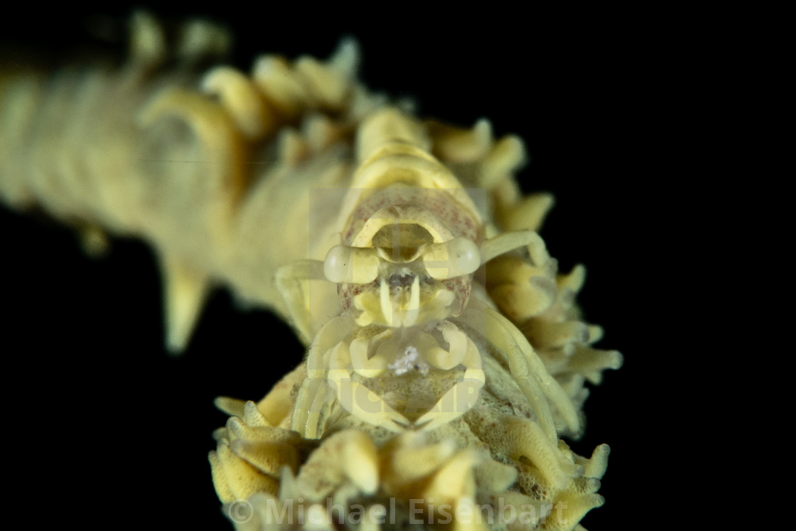 "Anker's Whip Coral Shrimp / Pontonides ankeri" stock image