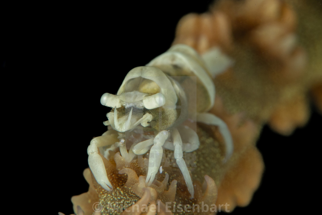 "Anker's Whip Coral Shrimp / Pontonides ankeri" stock image