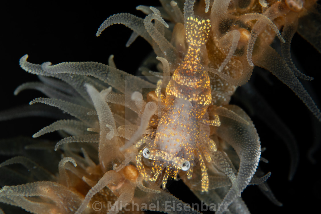 "Anker's Whip Coral Shrimp / Pontonides ankeri" stock image