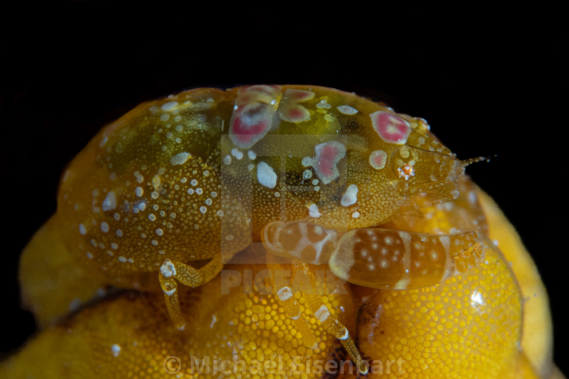 "Ascidian Shrimp / Odontonia katoi" stock image