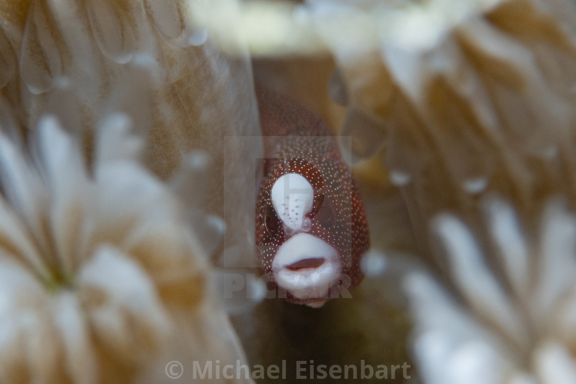 "Braun's Pughead Pipefish / Bulbonaricus brauni" stock image