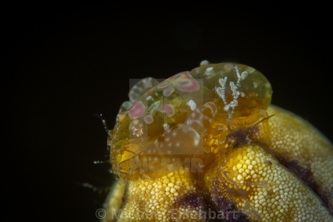 "Ascidian Shrimp / Odontonia katoi" stock image