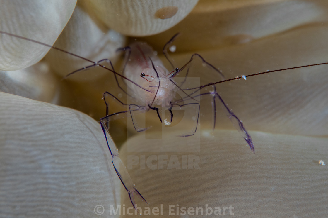 "Bubble Coral Shrimp / Vir philippinensis" stock image