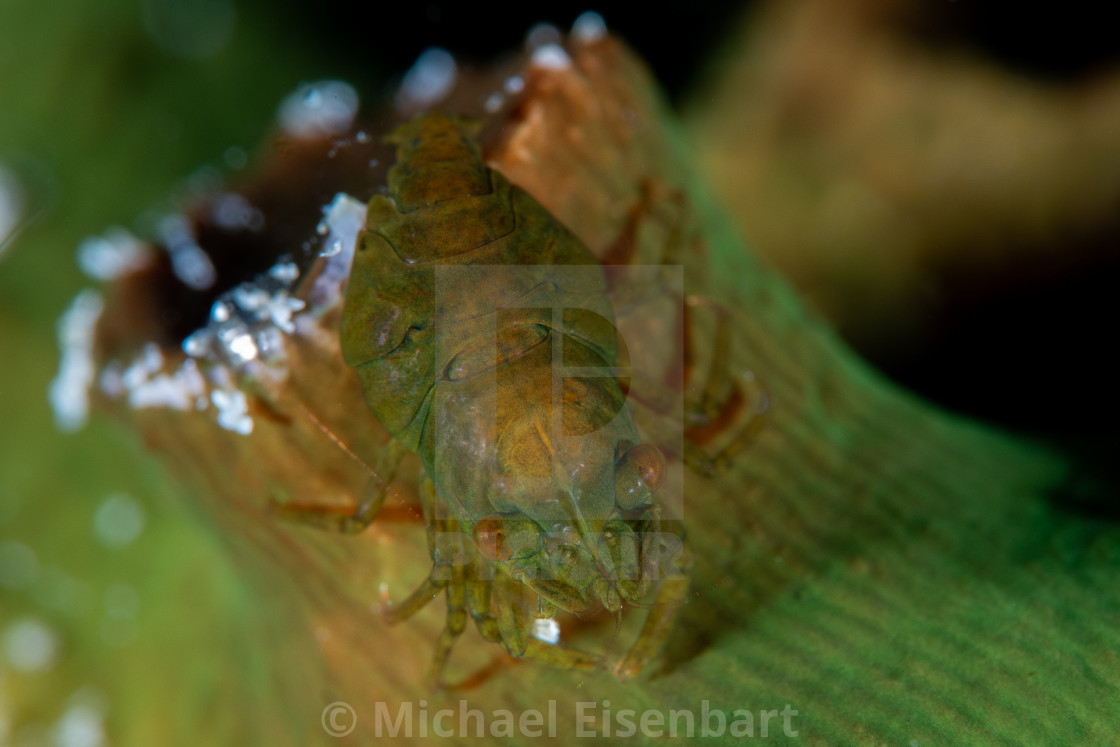 "Cactus Shrimp / Pontonides maldivensis" stock image