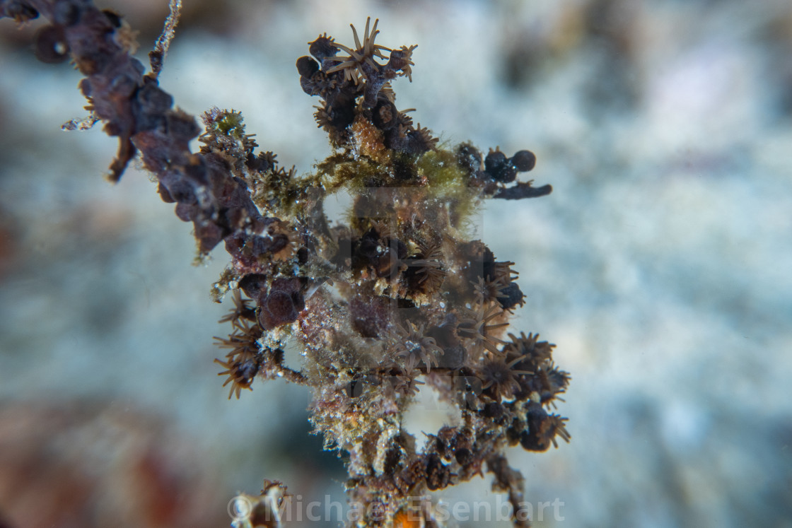 "Chocolate Decorator Crab / Hyastenus tabalongi" stock image