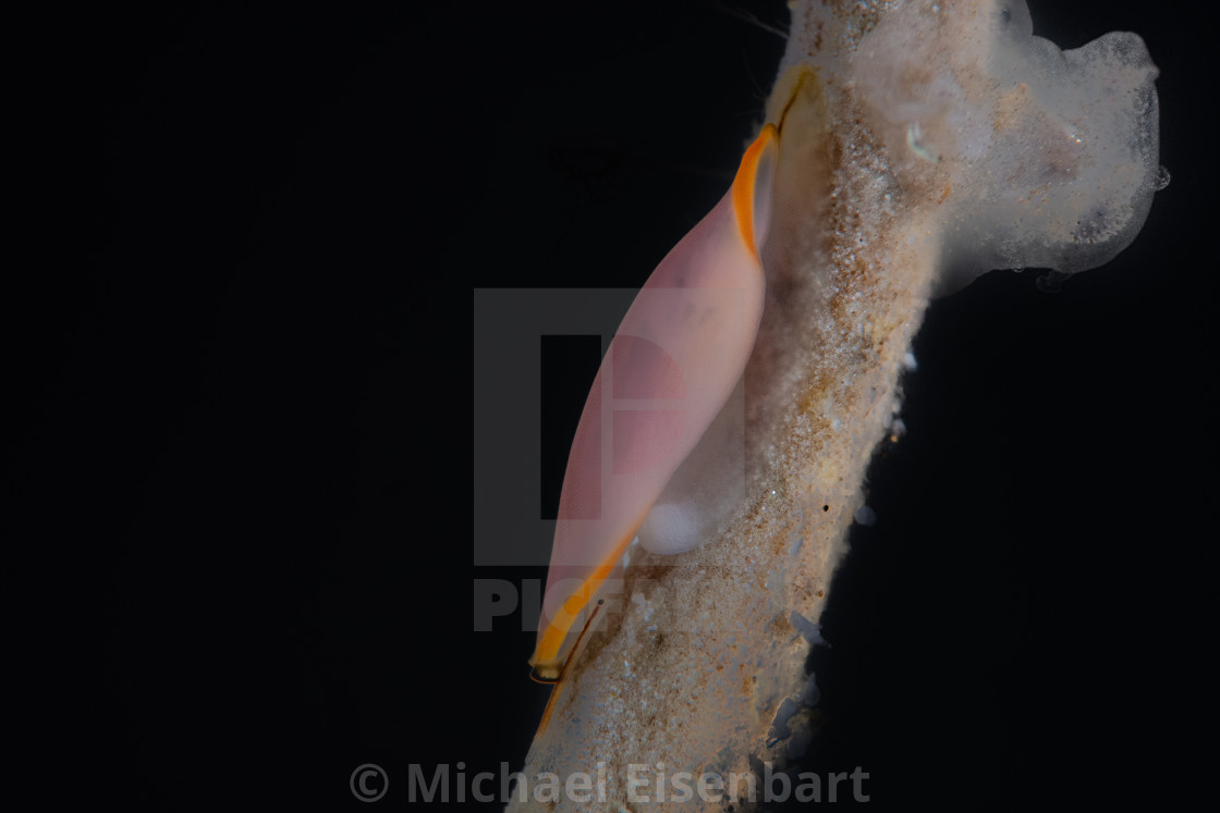 "Canoe Egg Shell / Naviculavolva deflexa" by Michael Eisenbart - $12.35 "Canoe Egg Shell / Naviculavolva deflexa" stock image