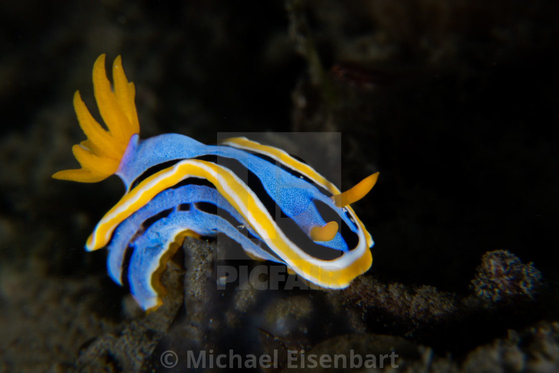 "Chromodoris elisabethina" stock image