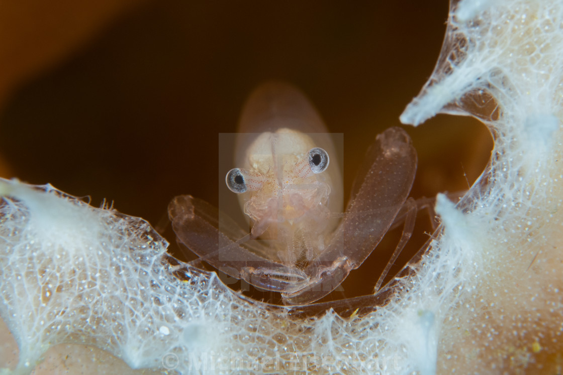 "Commensal Sponge Shrimp / Thaumastocaris streptopus" stock image