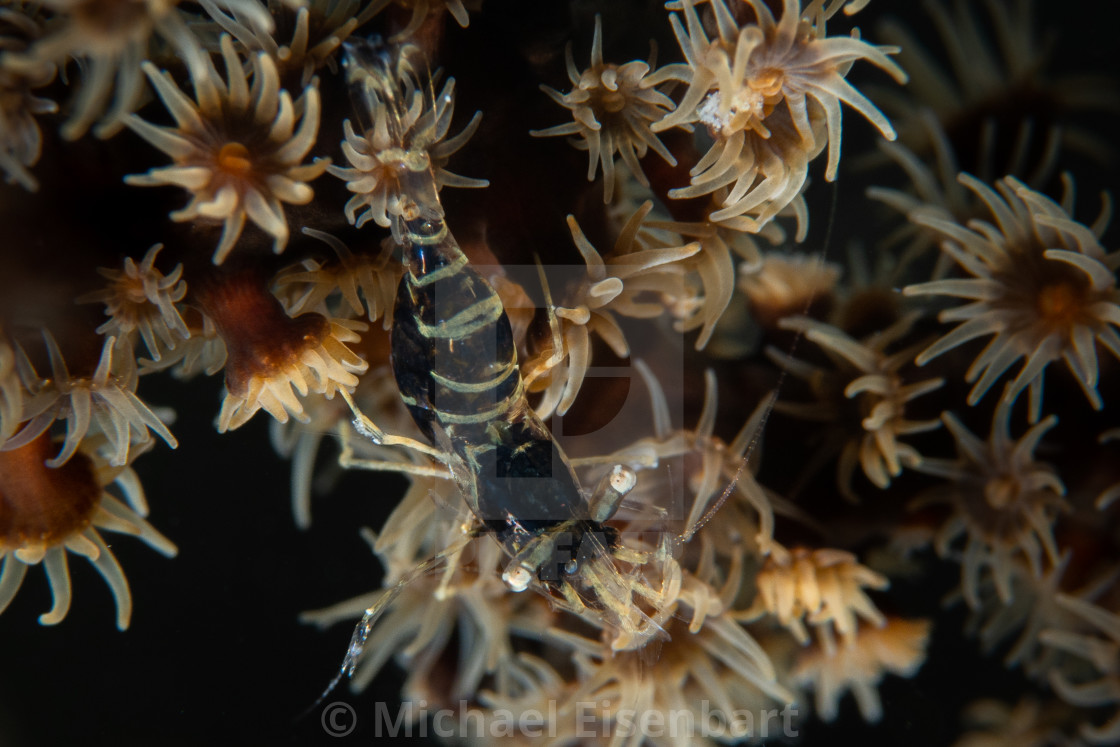 "Juvenile Chocolate Shrimp / Phycomenes sp." stock image