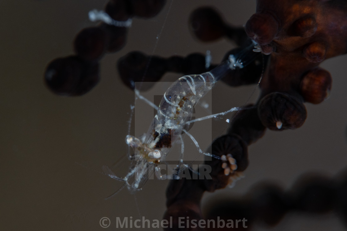 "Juvenile Chocolate Shrimp / Phycomenes sp." stock image