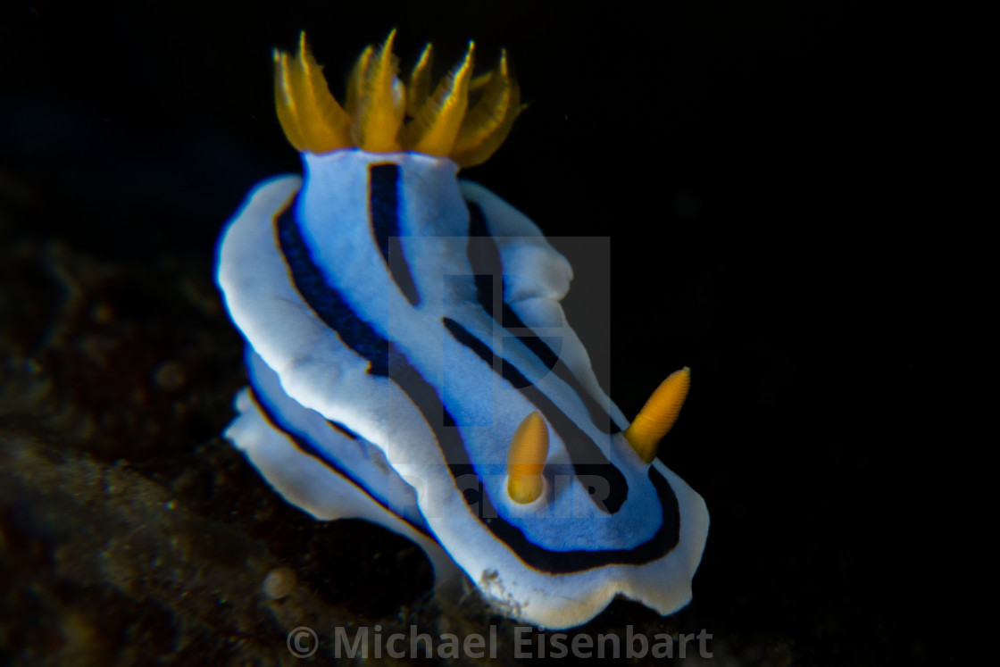 "Chromodoris annae" stock image