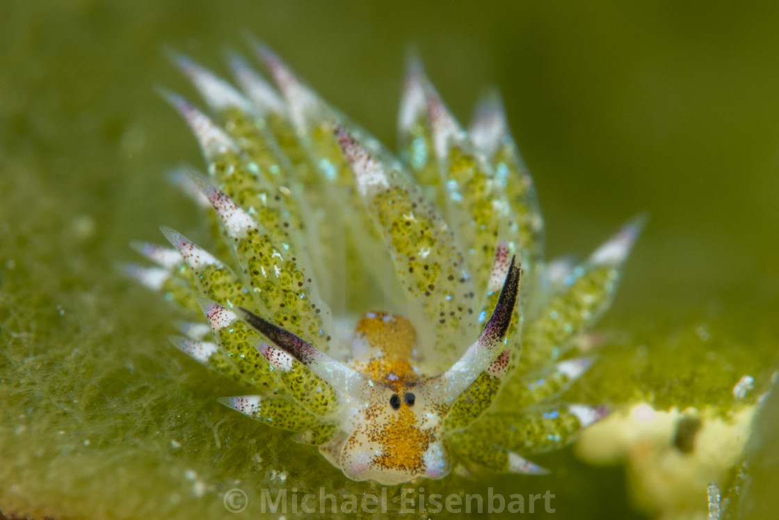 "Costasiella kuroshimae" stock image