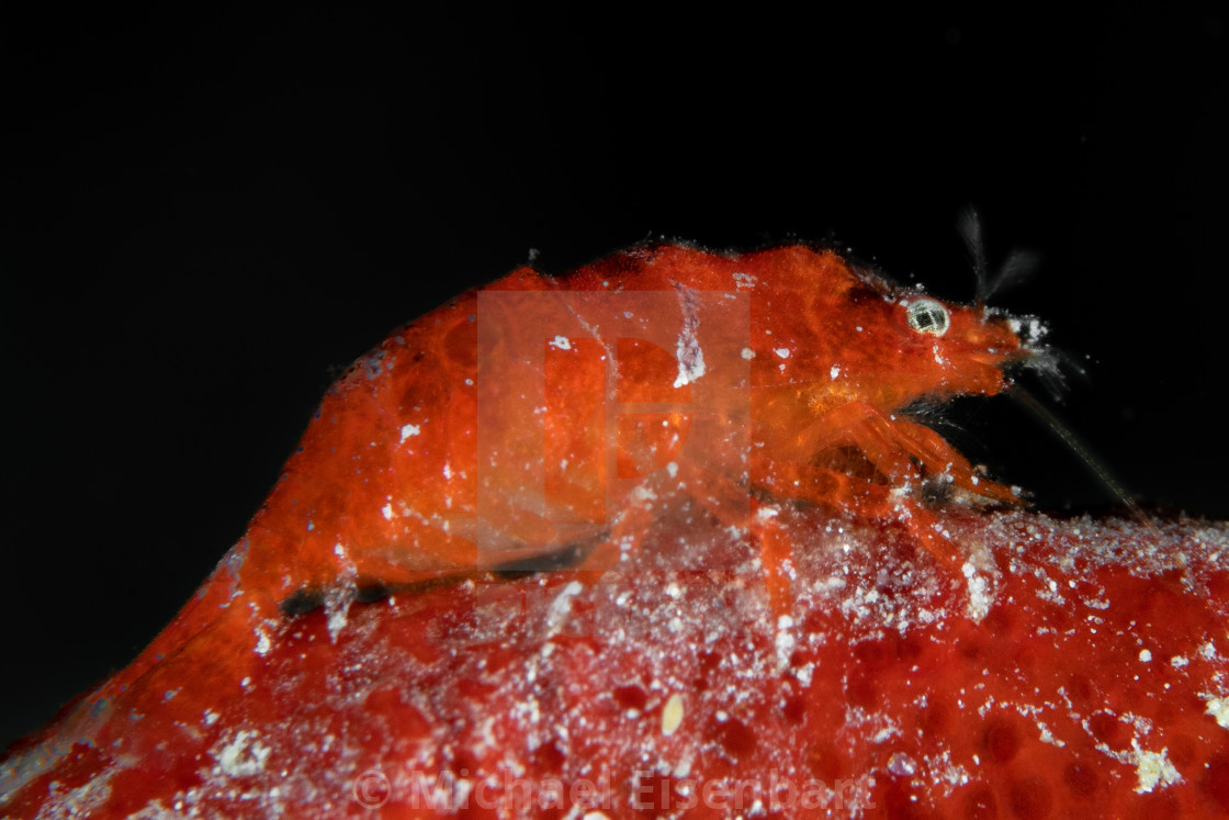 "Cryptic Sponge Shrimp / Gelastocaris paronae" stock image