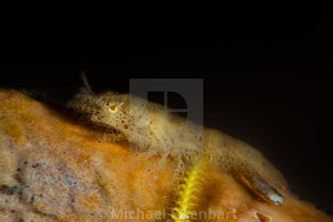 "Cryptic Sponge Shrimp / Gelastocaris paronae" stock image