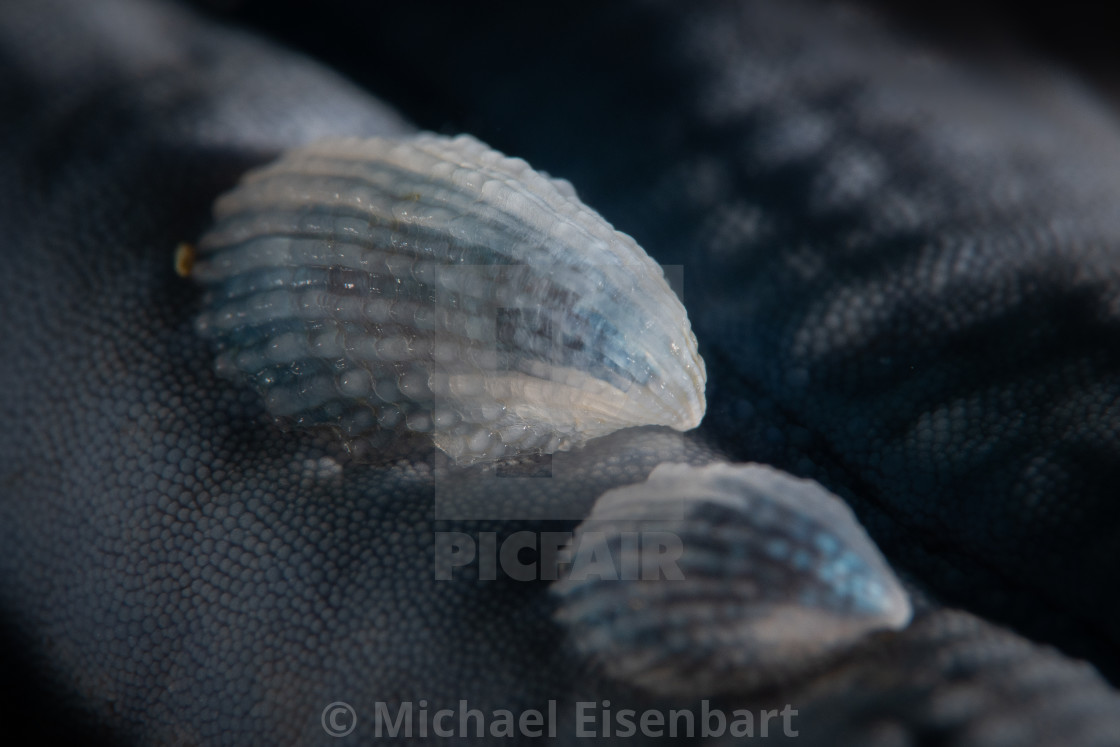 "Crystalline Sea Star Snail / Thyca crystallina" stock image