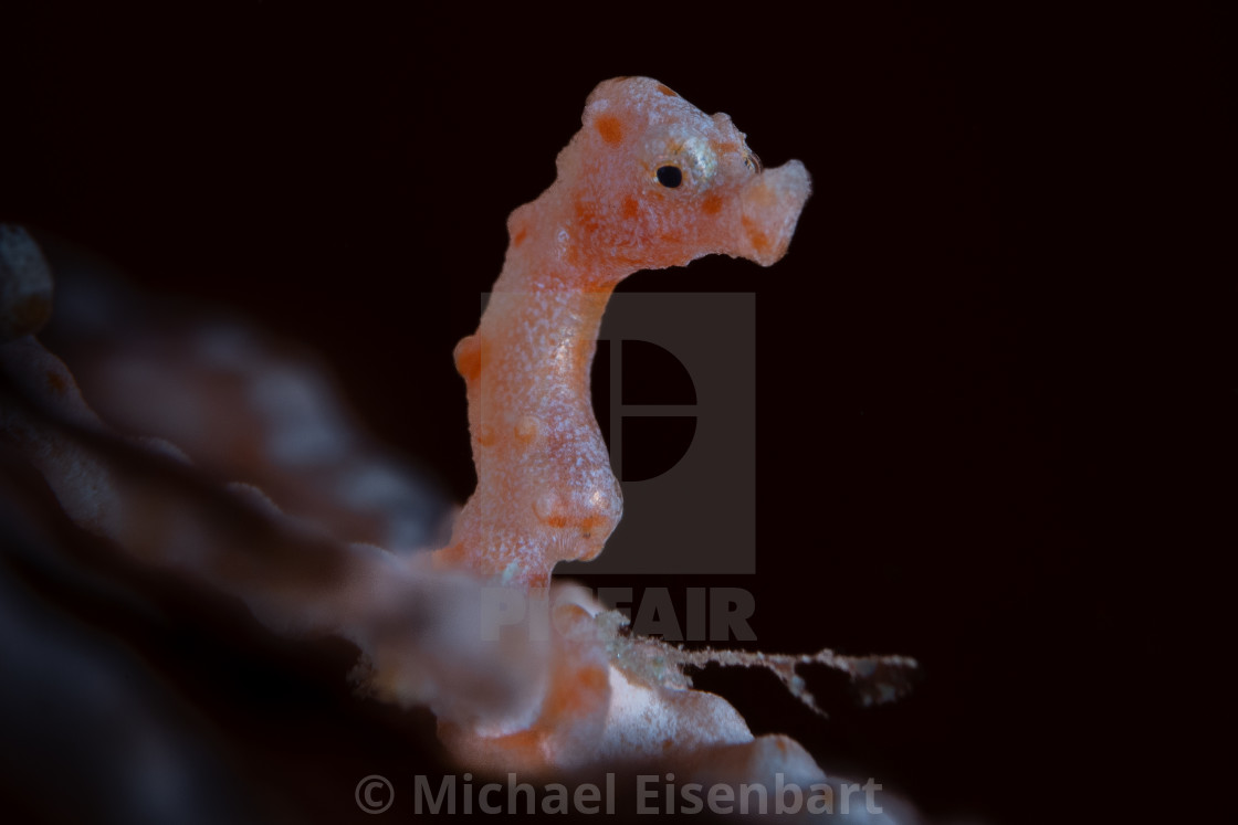 "Denise's Pygmy Seahorse / Hippocampus denise" stock image