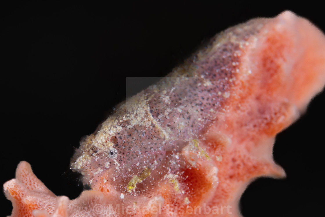 "Cryptic Sponge Shrimp / Gelastocaris paronae" stock image