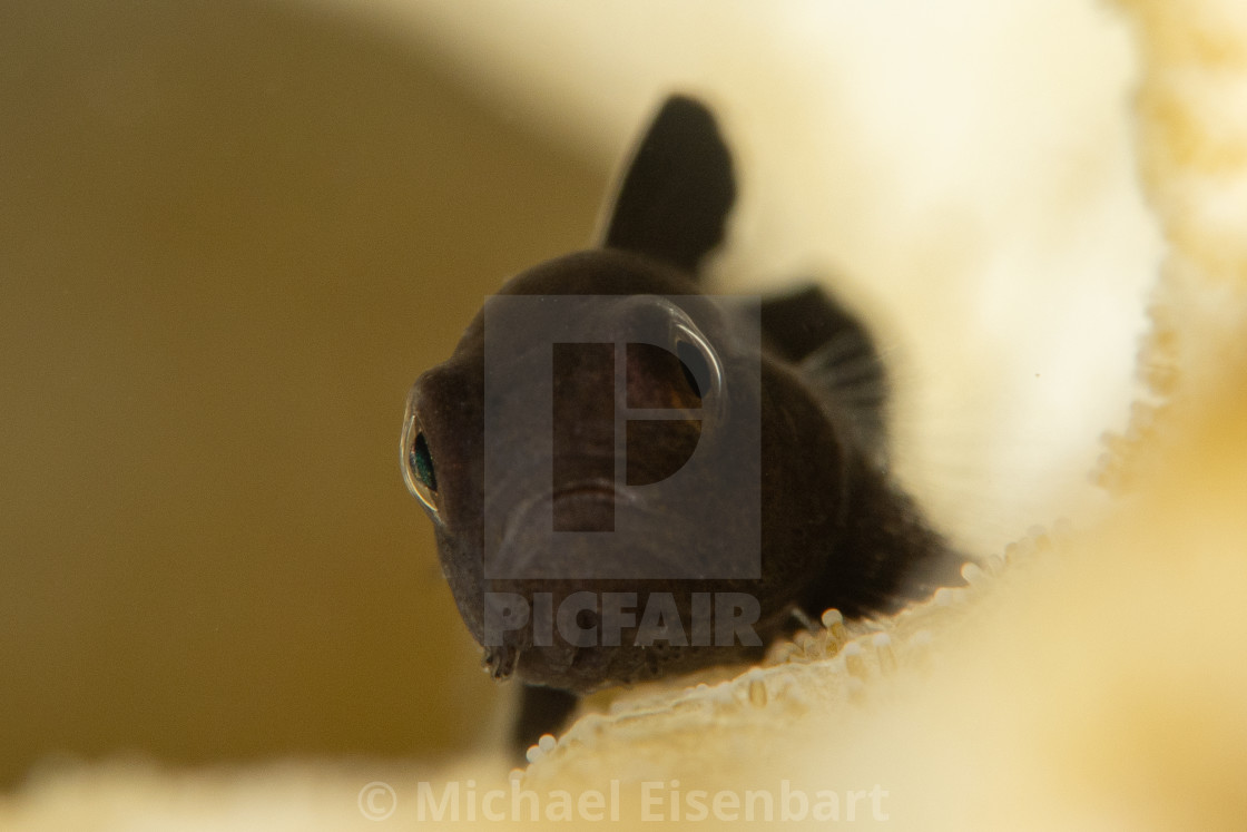"Dark Coral Goby / Paragobiodon melanosoma" by Michael Eisenbart - $12.35 "Dark Coral Goby / Paragobiodon melanosoma" stock image