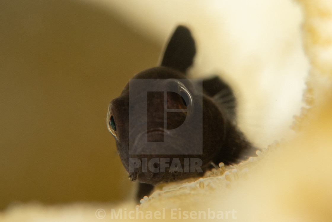 "Dark Coral Goby / Paragobiodon melanosoma" stock image