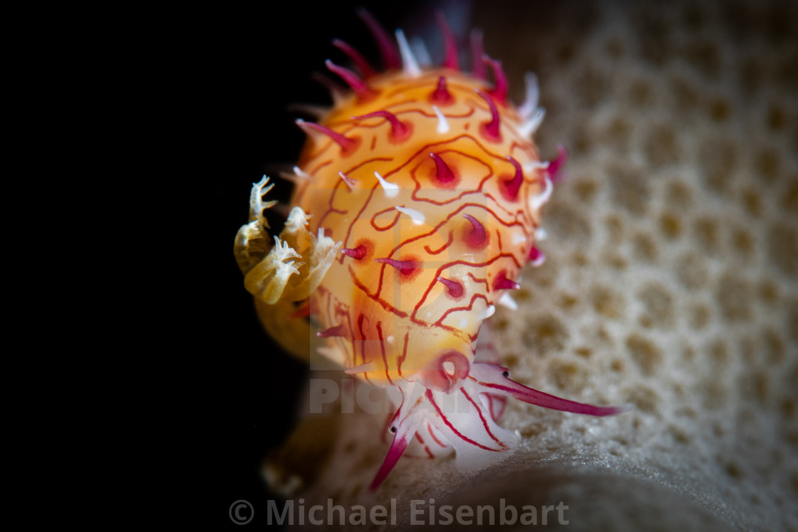 "Diadem Egg Shell / Habuprionovolva basilia" stock image