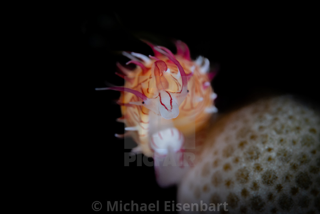 "Diadem Egg Shell / Habuprionovolva basilia" by Michael Eisenbart - $12.35 "Diadem Egg Shell / Habuprionovolva basilia" stock image