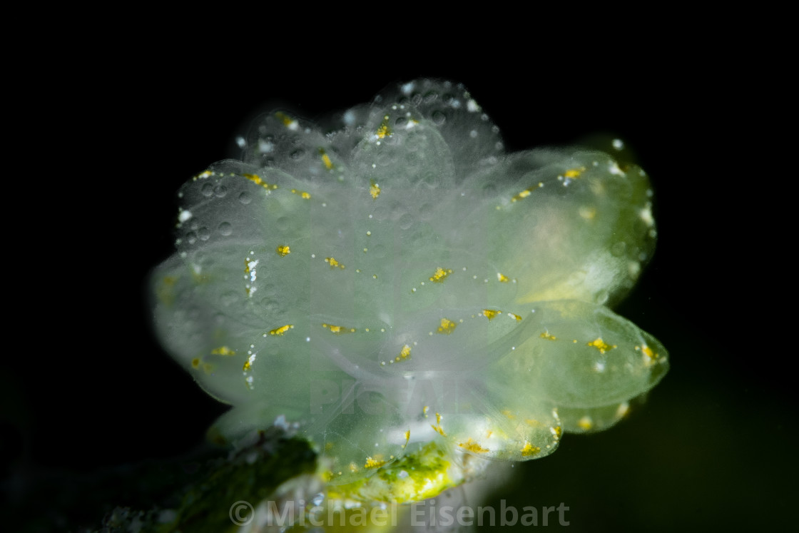 "Elegant Butterfly Seaslug / Cyerce elegans" stock image