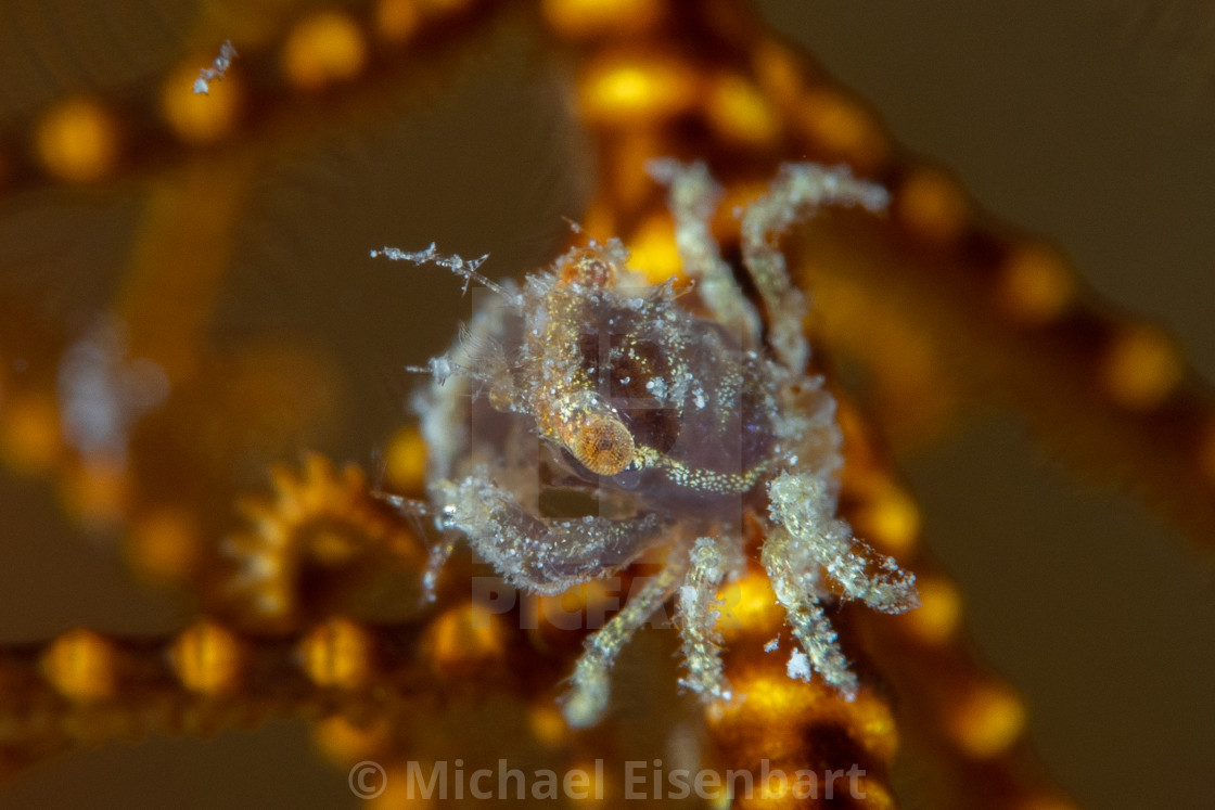 "Juvenile elegant crinoid crab / Harrovia elegans" stock image