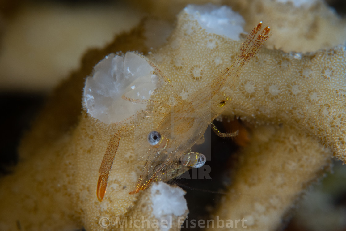 "Dressed Coral Shrimp / Harpiliopsis depressa" stock image