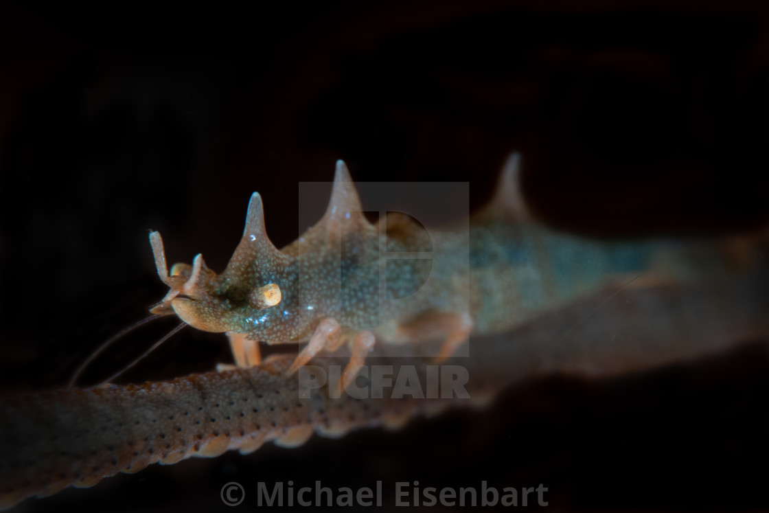 "Dragon Shrimp / Miropandalus hardingi" stock image