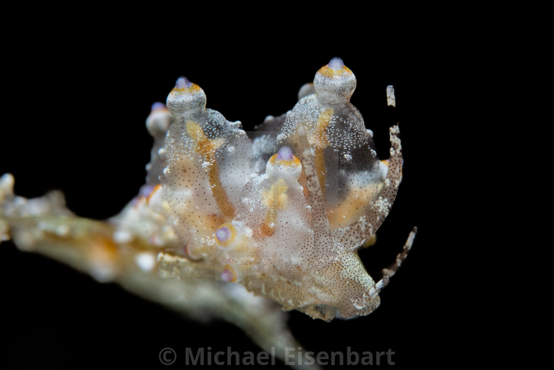 "Eubranchus sp. 2" stock image