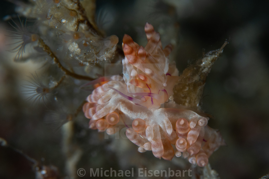 "Flabellina sp. 1" stock image