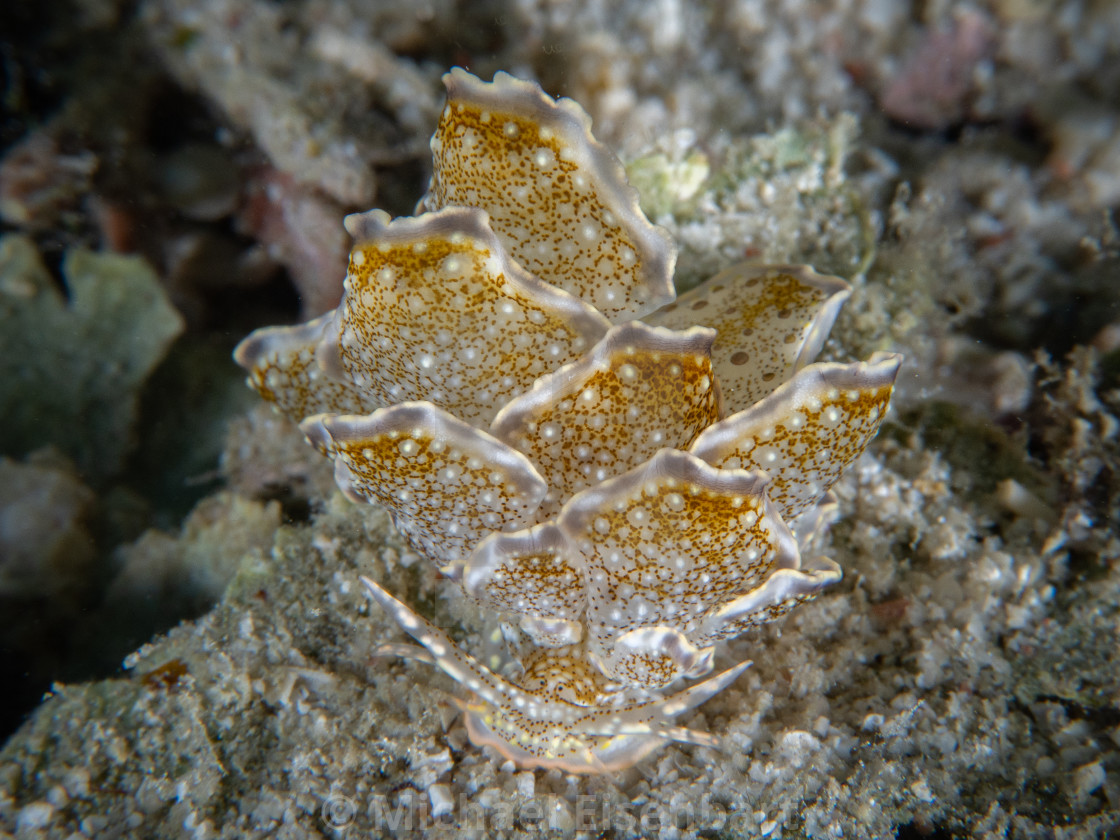 "Flower Butterfly Seaslug / Cyerce bourbonica" stock image