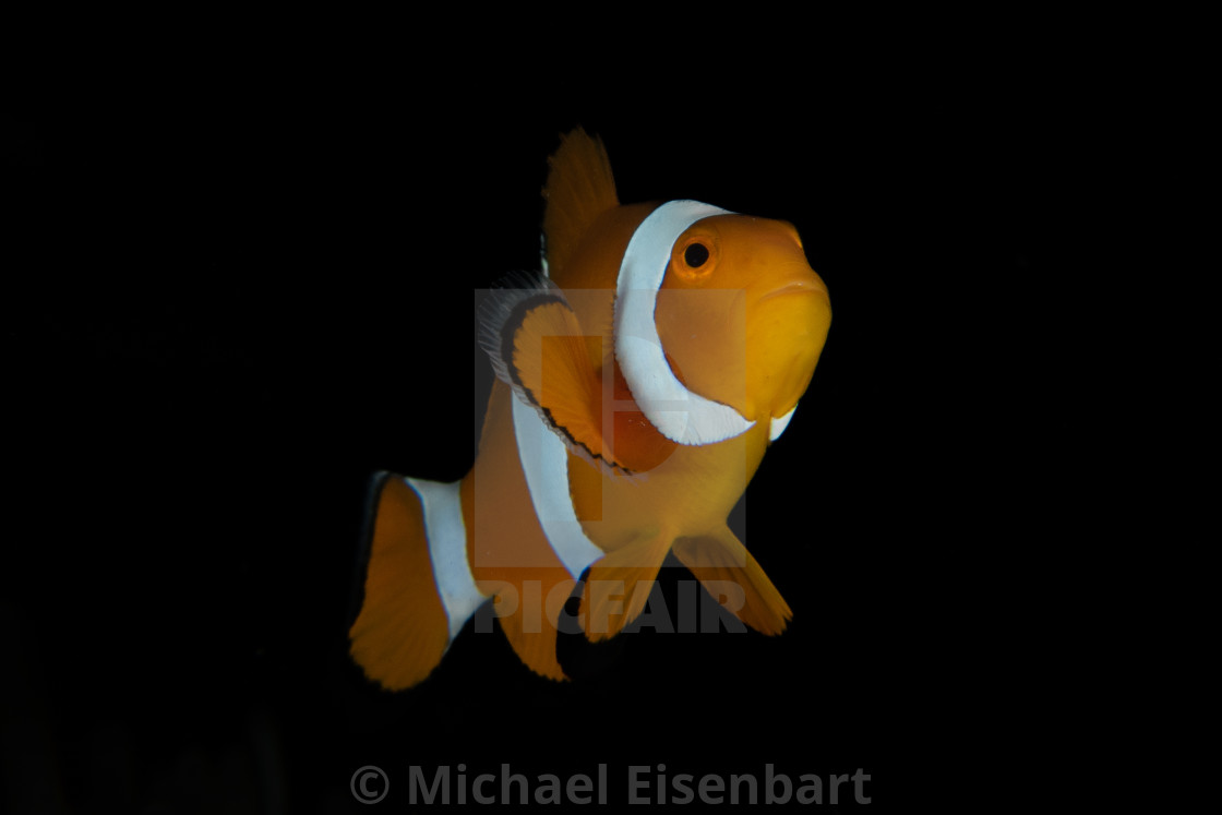 "False Clown Anemonefish / Amphiprion ocellaris" stock image