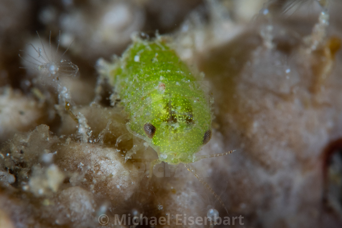 "Green Isopod / Sphaeromatidae" stock image