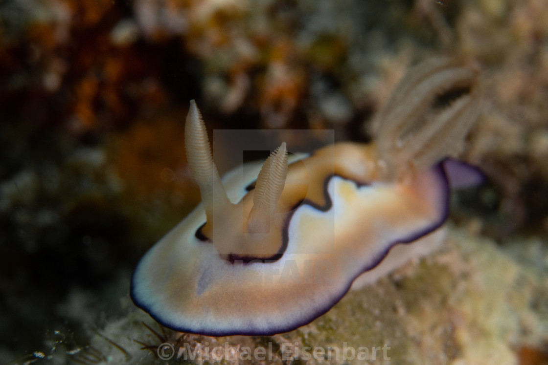 "Goniobranchus coi" stock image