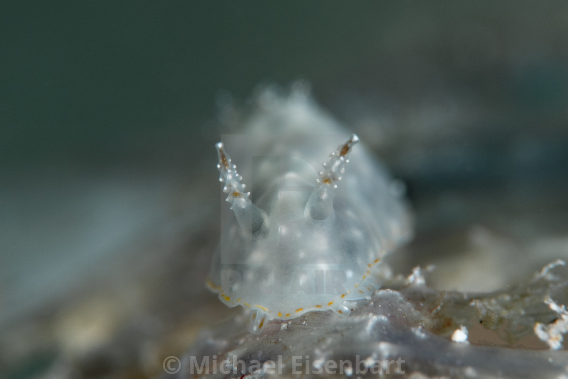 "Goniobranchus sp. 43" stock image