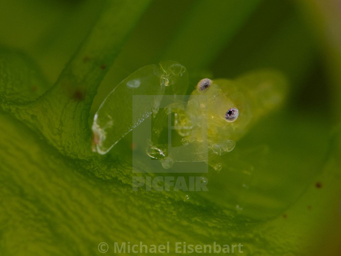 "Green Tunicate Shrimp / Periclimenaeus storchi" stock image