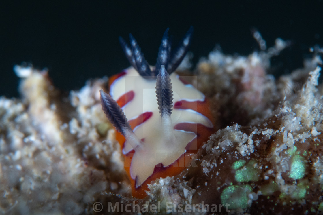 "Goniobranchus fidelis" stock image