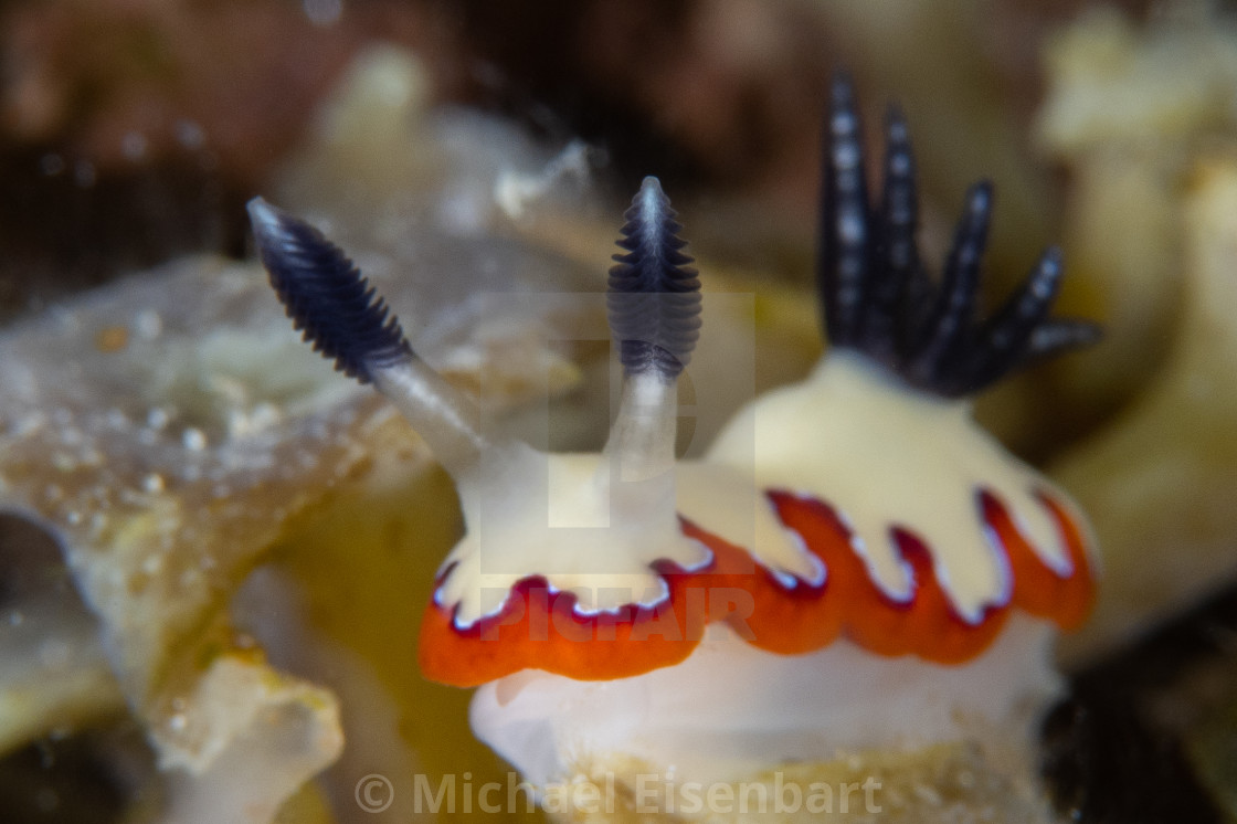 "Goniobranchus fidelis" stock image