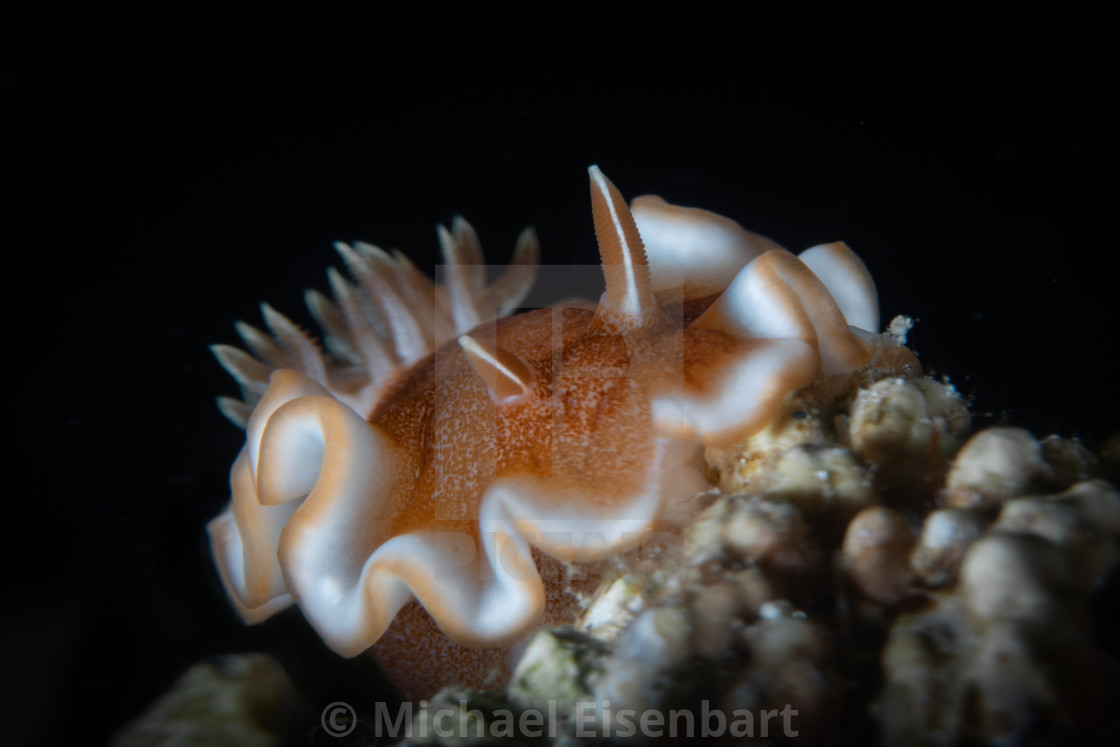 "Glossodoris rufomarginata" stock image