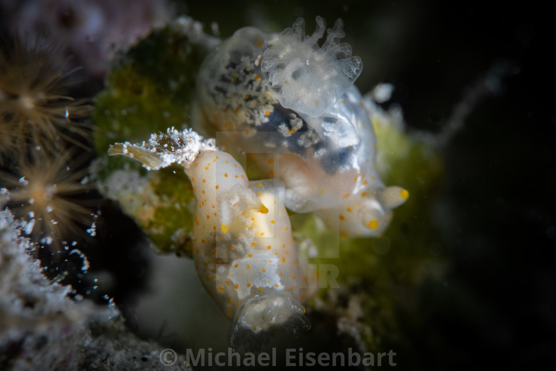 "Gymnodoris subflava mating" stock image