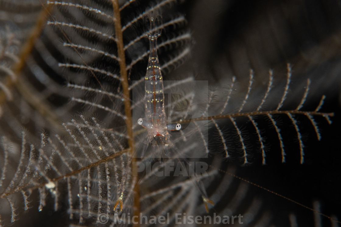 "Glass Hydroid Shrimp / Phycomenes sp" stock image