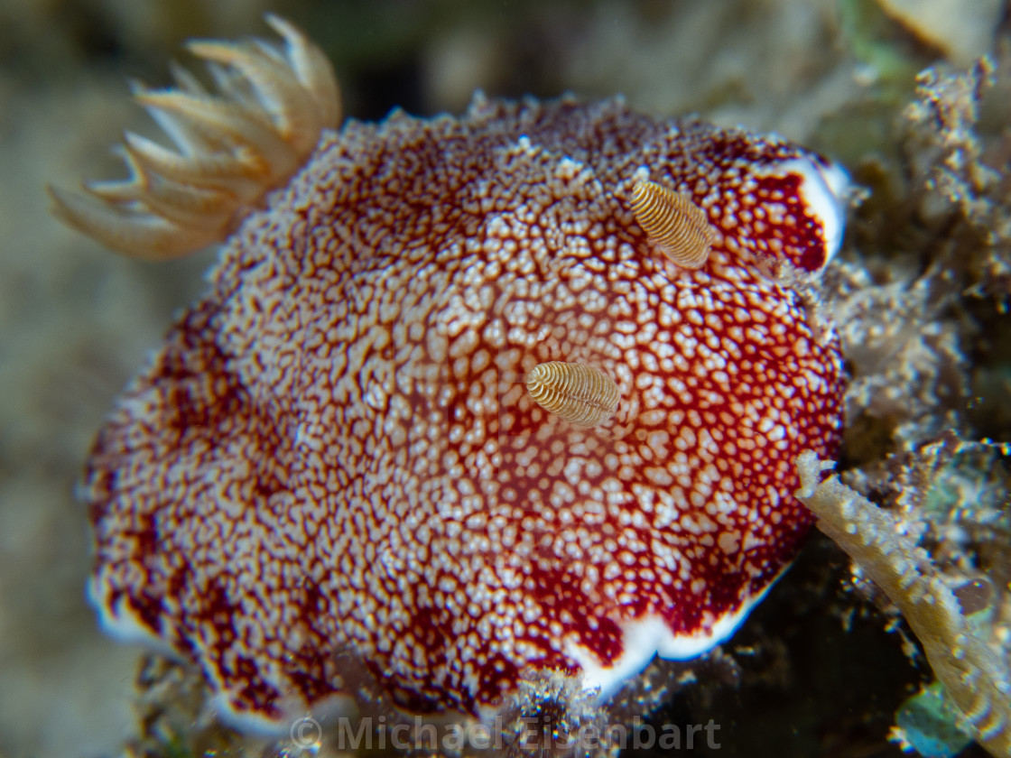 "Goniobranchus reticulatus" stock image