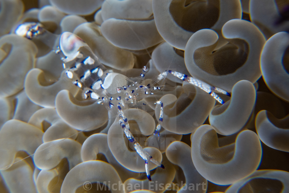 "Graceful Anemone Shrimp / Ancylomenes venustus" stock image