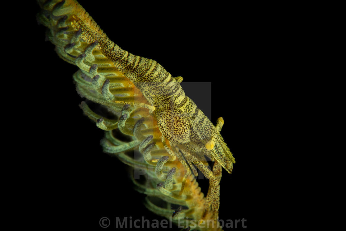 "Green Crinoid Shrimp / Laomenes sp." stock image