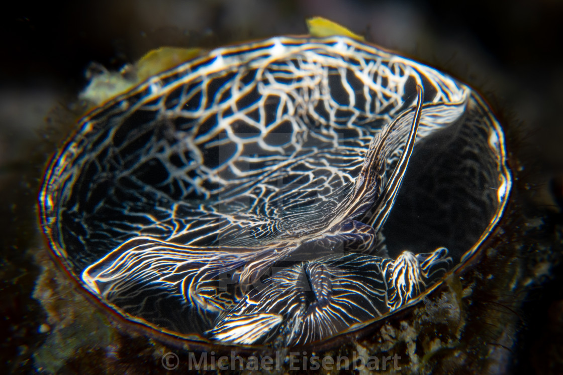 "Grand Coral Worm Snail / Serpulorbis grandis" stock image