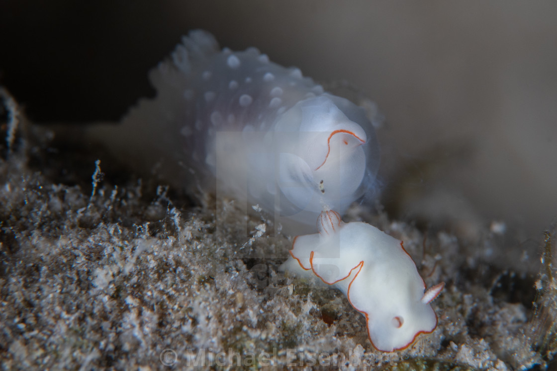 "Gymnodoris tuberculosa eating Thorunna furtiva" stock image