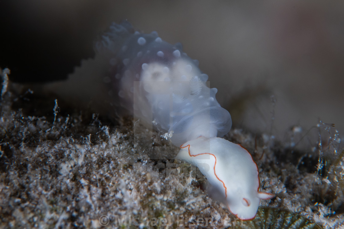 "Gymnodoris tuberculosa eating Thorunna furtiva" stock image