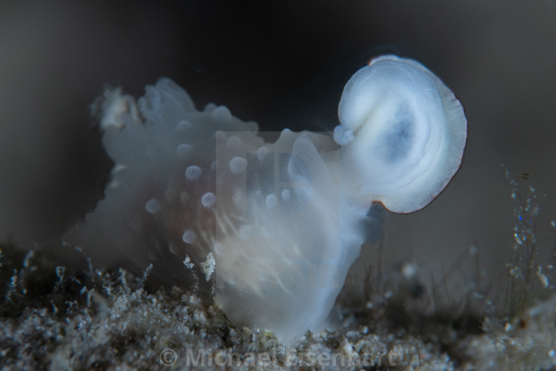 "Gymnodoris tuberculosa eating Thorunna furtiva" stock image